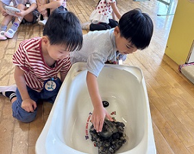 新しいカメさん仲間入り