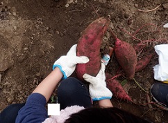 親子でおいもほり