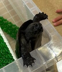 かめすけと一緒…